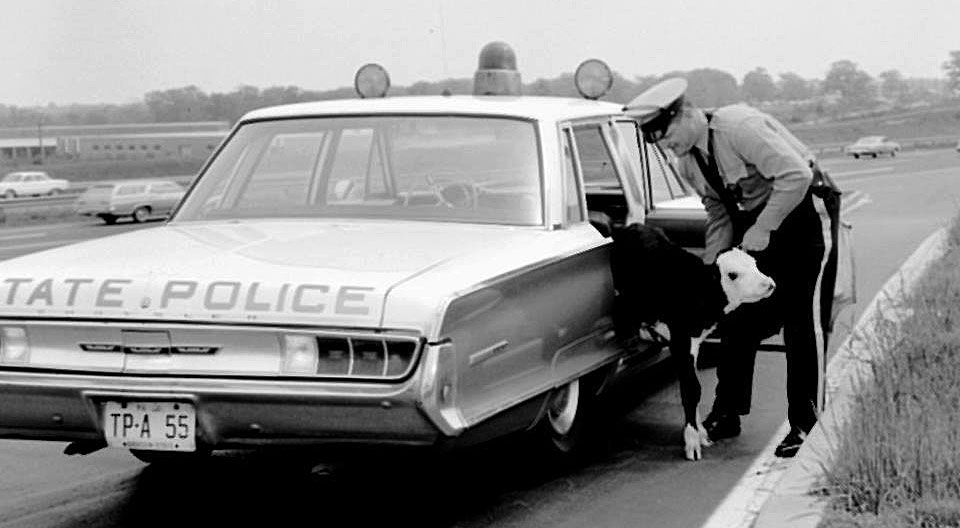 New Jersey police car and cow