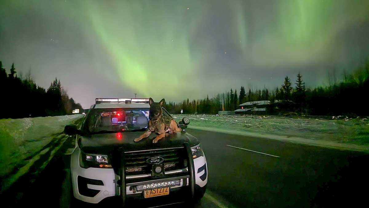 Alaska police dog